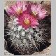 Gymnocactus_beguinii.jpg