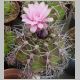 Gymnocactus_chiquitanum.jpg