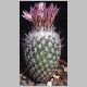 Gymnocactus_subterraneus.jpg