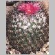 Gymnocactus_viereckii.jpg