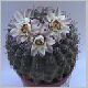 Gymnocalycium_asterium_paucispinum.jpg