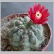 Gymnocalycium_baldianum.jpg