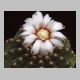 Gymnocalycium_bodenbenderianum.jpg