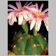 Gymnocalycium_buenekeri_HU363.jpg