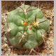 Gymnocalycium_comarapense.jpg