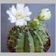 Gymnocalycium_damsii.jpg