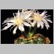 Gymnocalycium_denudatum_FS466.JPG