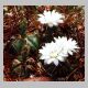 Gymnocalycium_denudatum_WG292_GF18.JPG