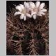 Gymnocalycium_eurypleurum.jpg