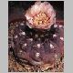 Gymnocalycium_ferrarii.jpg