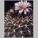 Gymnocalycium_hybopleorum.jpg