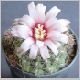 Gymnocalycium_lafaldense.jpg