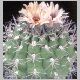 Gymnocalycium_marquesi.jpg