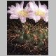 Gymnocalycium_monvillei.jpg