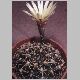 Gymnocalycium_schroederianum.jpg