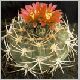 Gymnocalycium_tillianum.jpg