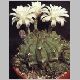 Gymnocalycium_tudea_v_pseudomolacocarpus.jpg