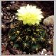 Gymnocalycium_uruguayense_GF282.JPG